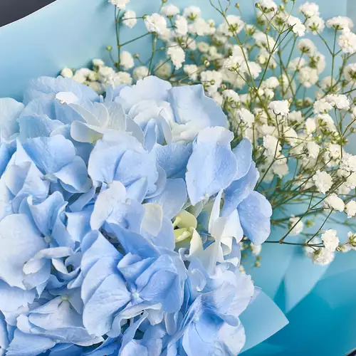 Product image Bouquet 1 Blue Hydrangea and Gypsophila , packaging: 
Graphite, vendor code: 3024