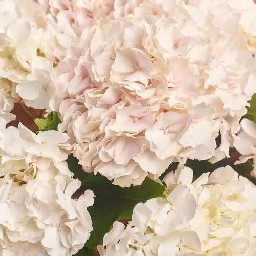 Product image Bouquet of 7 White Hydrangeas, packaging: Сraft, vendor code: 3025