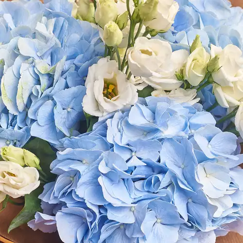 Product image Bouquet 3 Blue Hydrangeas and White Eustoma, packaging: Blue, vendor code: 3026