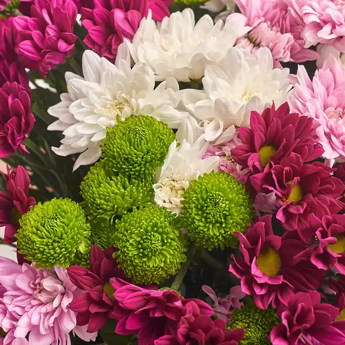 Product image Box of 25 Chrysanthemum Mix, packaging: Purple, vendor code: 3028