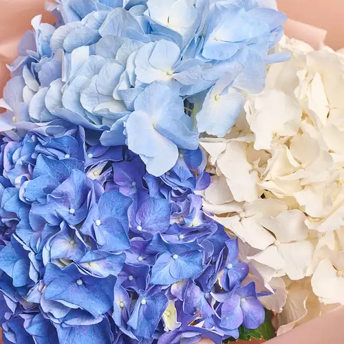 Product image Bouquet of 3 Hydrangeas Mix №2, packaging: Gray, vendor code: 3029