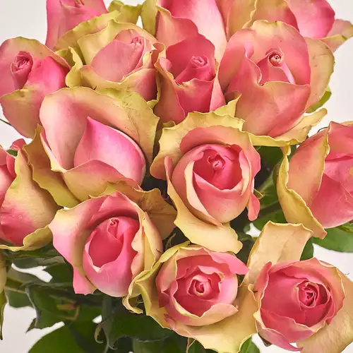 Product image Bouquet of 15 Roses Bellevue, packaging: Powder, vendor code: 3071