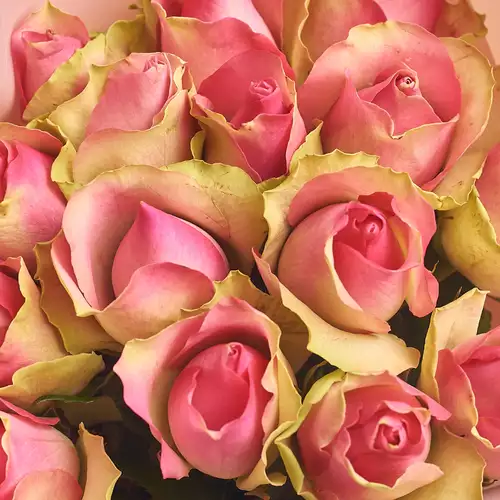 Product image Bouquet of 15 Roses Bellevue, packaging: Powder, vendor code: 3071