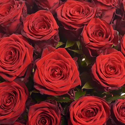 Product image Box 51 Red Rose Extra!, packaging: Pink, vendor code: 3077