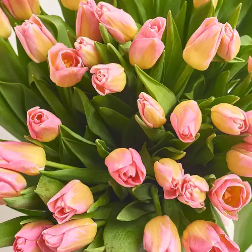 Product image Bouquet 51 Yellow-Pink Tulips, packaging: 
Graphite, vendor code: 3078