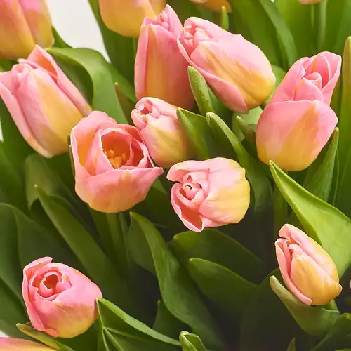 Product image Bouquet 15 Yellow-Pink Tulips, packaging: Powder, vendor code: 3080