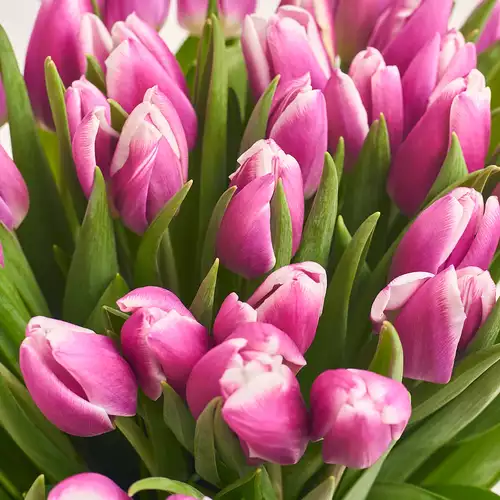 Product image Bouquet 51 White-Violet Tulips, packaging: Green, vendor code: 3081