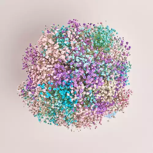 Product image Box 11 Gypsophila Painted, packaging: Black, vendor code: 3083