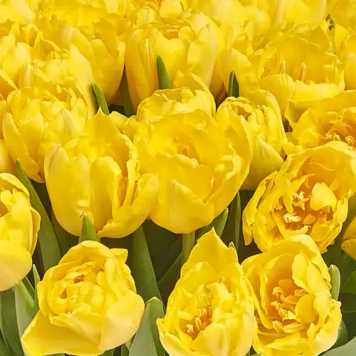Product image Bouquet 51 Yellow peony tulip, packaging: Purple, vendor code: 3084