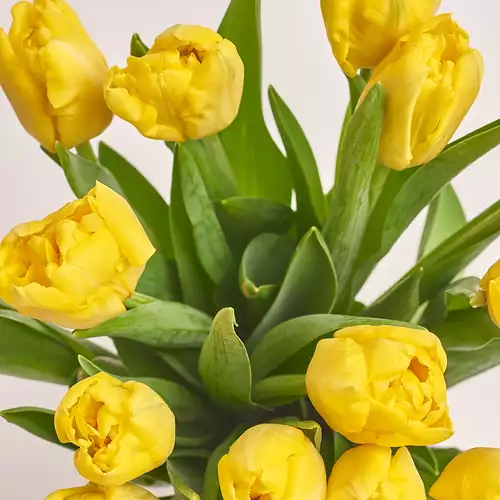Product image Bouquet 15 Yellow peony tulip, packaging: Coral, vendor code: 3086