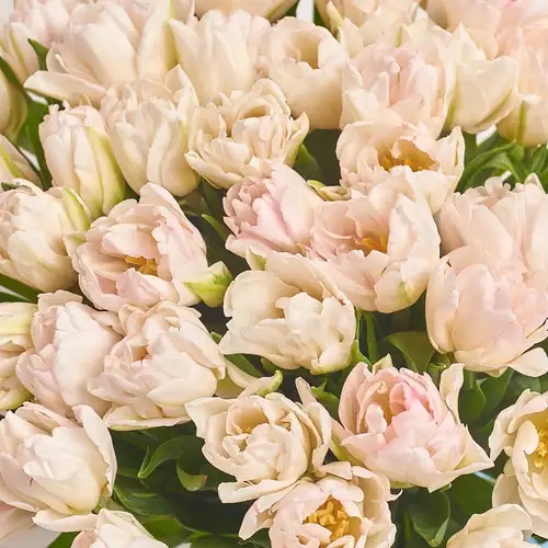 Product image Bouquet 51 White-pink peony tulip, packaging: Peach, vendor code: 3088