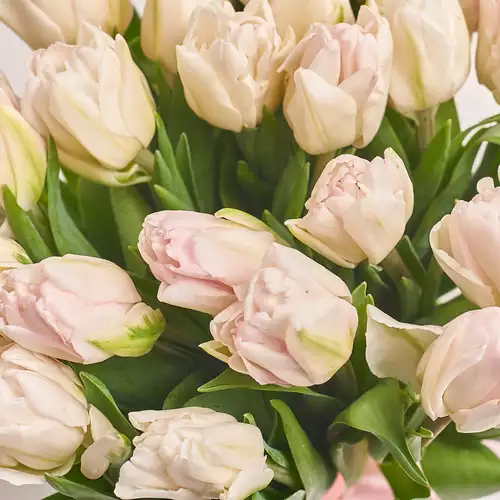 Product image Bouquet 25 White-pink peony tulip, packaging: Gray, vendor code: 3089