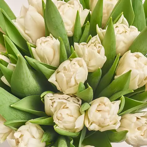 Product image Bouquet 15 White peony tulip, packaging: Powder, vendor code: 3093