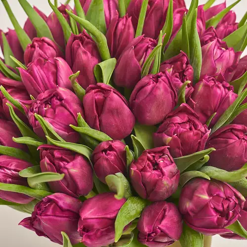 Изображение товара Букет 51 Фиолетовый пионовидный тюльпан, упаковка: Белая, артикул: 3094