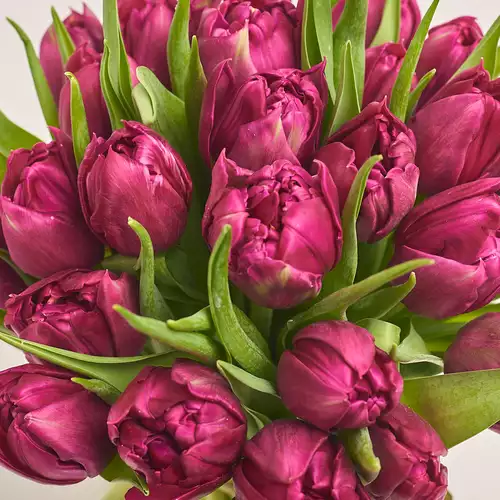 Product image Bouquet 25 Violet peony tulip, packaging: Coral, vendor code: 3095