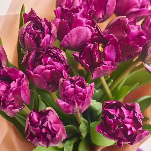 Product image Bouquet 15 Violet peony tulip, packaging: Powder, vendor code: 3096