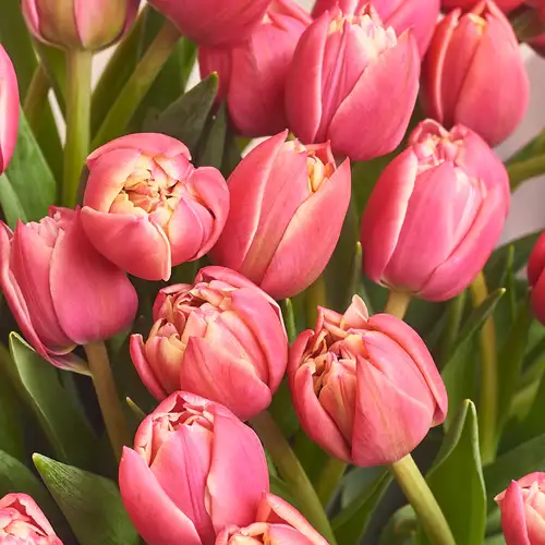 Product image Bouquet 25 Rose peony tulip, packaging: Blue, vendor code: 3098