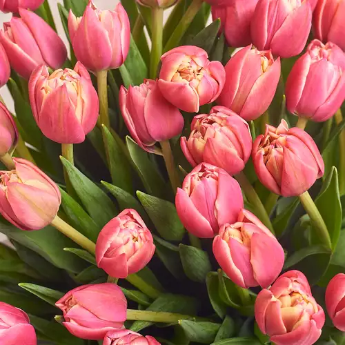 Product image Bouquet 15 Rose peony tulip, packaging: Transparent, vendor code: 3099