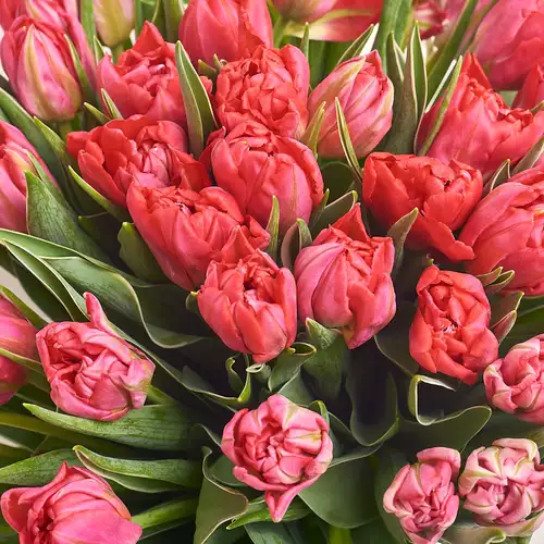 Product image Bouquet 51 Hot pink peony tulip, packaging: White, vendor code: 3100