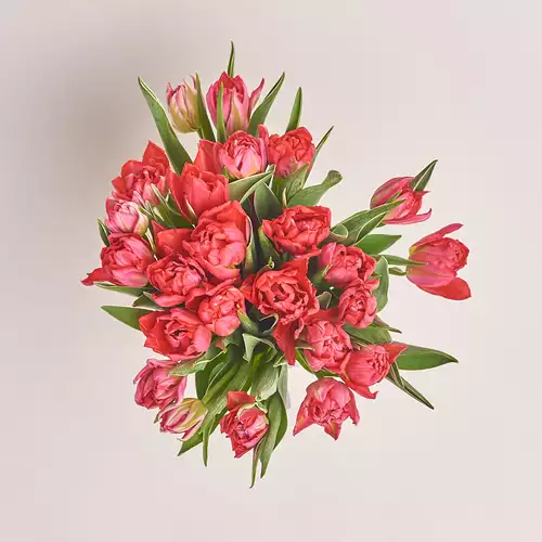 Изображение товара Букет 25 Малиновых пионовидных тюльпанов, упаковка: Графитовая, артикул: 3101