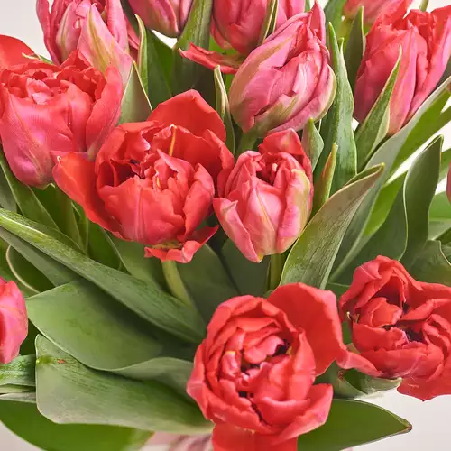 Product image Bouquet 15 Hot pink peony tulip, packaging: Pink, vendor code: 3102