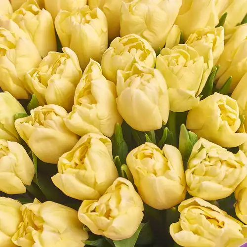 Product image Bouquet 51 Cream peony tulip, packaging: Gray, vendor code: 3107