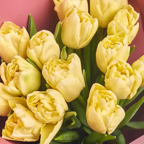 Product image Bouquet 25 Cream peony tulip, packaging: Green, vendor code: 3108