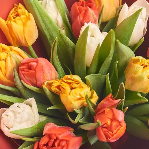 Product image Bouquet 15 Рeony tulips mix, packaging: Green, vendor code: 3112