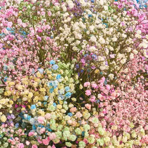 Product image Box of 51 Coloured Gypsophila, packaging: Purple, vendor code: 3125