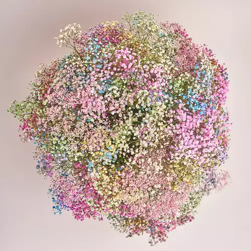 Product image Box of 51 Coloured Gypsophila, packaging: Purple, vendor code: 3125