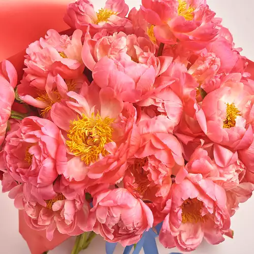 Изображение товара Букет 25 Коралловых Пионов, упаковка: Прозрачная, артикул: 3127