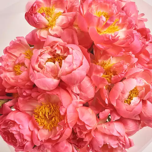 Product image Bouquet of 25 Coral Peonies, packaging: Transparent, vendor code: 3127