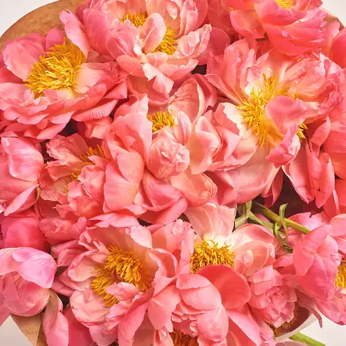 Product image Bouquet of 25 Coral Peonies, packaging: Сraft, vendor code: 3127