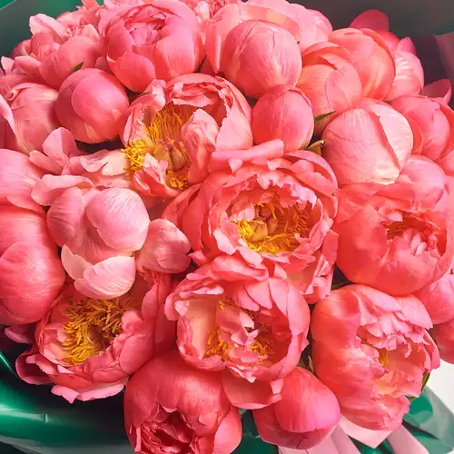 Product image Bouquet of 51 Coral Peonies, packaging: Gray, vendor code: 3128