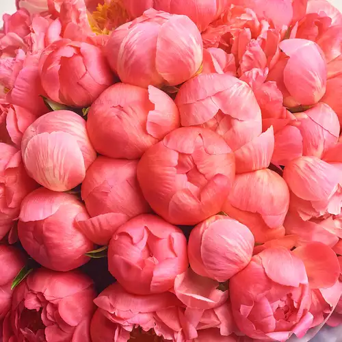 Product image Bouquet of 51 Coral Peonies, packaging: Gray, vendor code: 3128