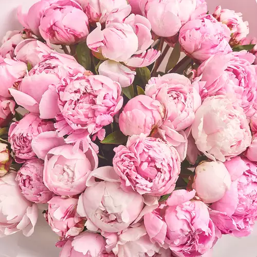 Product image Bouquet of 51 Pink Peonies, packaging: White, vendor code: 3129