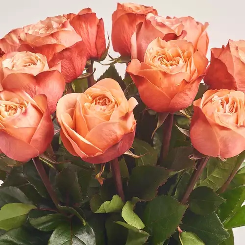 Product image Bouquet of 15 Roses Kahala, packaging: Green, vendor code: 3130