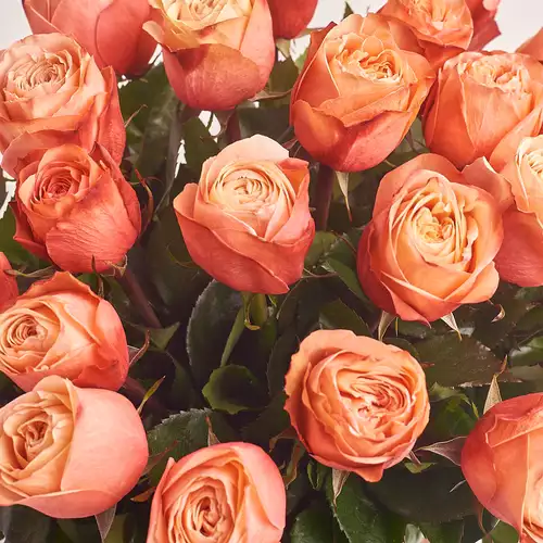 Product image Bouquet of 25 Roses Kahala, packaging: White, vendor code: 3131