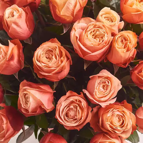 Product image Bouquet of 51 Roses Kahala, packaging: Powder, vendor code: 3132