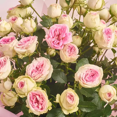 Product image Bouquet 9 Pink Rose Spray, packaging: Purple, vendor code: 3133