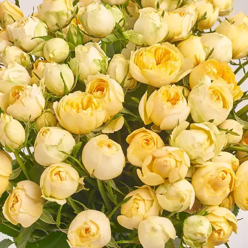 Изображение товара Букет 15 Желтых Роз Спрей, упаковка: Голубая, артикул: 3134