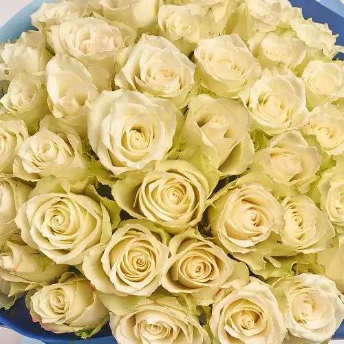 Product image Bouquet of 51 Roses Athena, packaging: Gradiens blue, vendor code: 3136