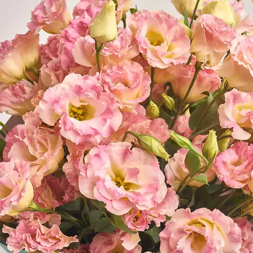 Product image Bouquet of 25 Eustomas Champagne, packaging: Gray, vendor code: 3143