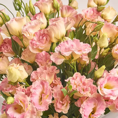 Product image Bouquet of 31 Eustomas Champagne, packaging: Gradiens violet, vendor code: 3144