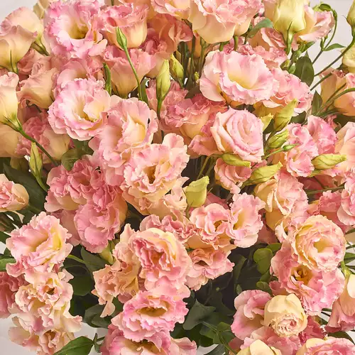 Product image Bouquet of 51 Eustomas Champagne, packaging: Transparent, vendor code: 3145