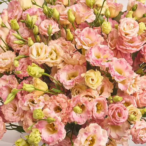 Product image Bouquet of 75 Eustomas Champagne, packaging: Red, vendor code: 3146