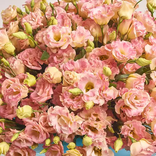 Product image Bouquet of 101 Eustomas Champagne, packaging: Blue, vendor code: 3147