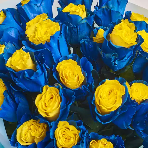 Зображення товару Букет 25 Синьо-Жовтих Троянд, пакування: Біла, артикул: 3148