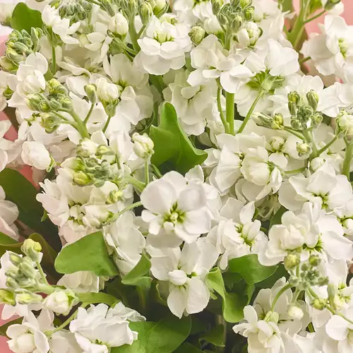 Product image Bouquet 15 White Matthiolus, packaging: Transparent, vendor code: 3149