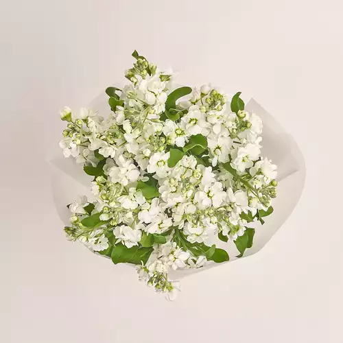 Product image Bouquet 15 White Matthiolus, packaging: Transparent, vendor code: 3149